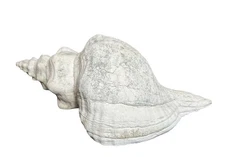 Authentic Large FL 16" Horse Conch Seashell Natural Shell Triplofusus Giganteus