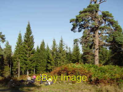 Photo 6x4 Old Scots Pine in plantation Coille an Tuathanaich Trees For Li c2006