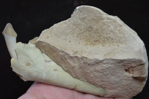 Oreodont Jaw in Matrix, Merycoidodon Fossil, Badlands, S Dakota Oligocene, O1585 - Picture 3 of 4