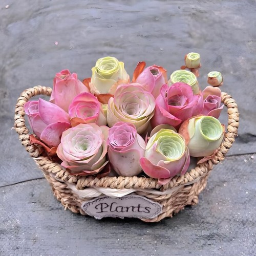 500 Stück/Packung Bergrose Fleischsamen Topfblumensamen auf Indoor Balk☆ - Bild 5 von 19