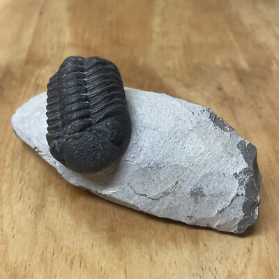 Trilobit Phacops Mitteldevon sehr schöner Trilobit