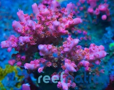 Vivid Confetti **Special Sale This Week Only**  Acro Coral Frag