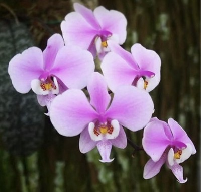Phalaenopsis schilleriana - Species - 3  Pot - Beautiful Leaves - Fragrant