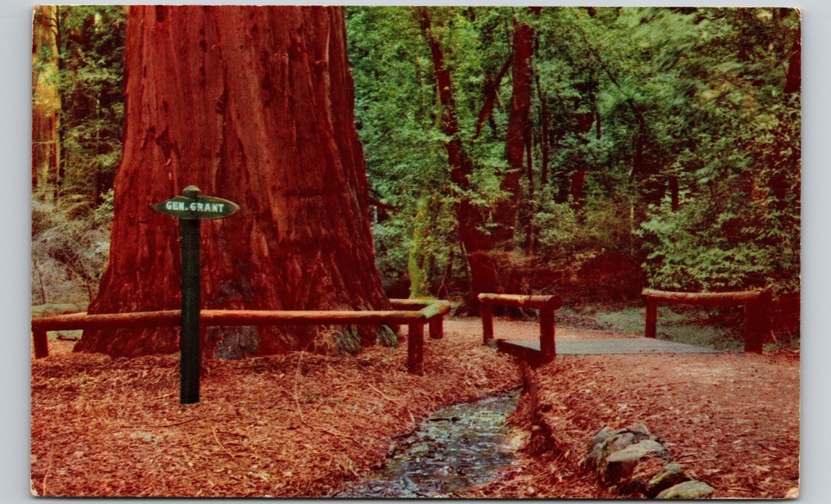 General Grant Tree Henry Cowell Redwoods State Park CA