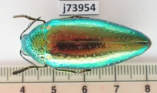 j73954. Unmounted Insects: Buprestidae sp. Central Vietnam. Nghe An
