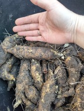 Jerusalem Artichokes (sunchokes)  X 4