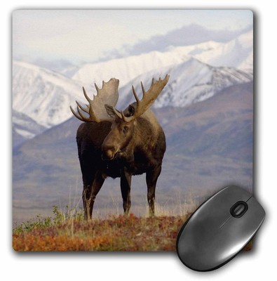 3dRose Moose bull wildlife, Denali National Park, Alaska - US02 SKA3065 - Steve