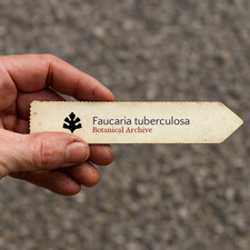 Faucaria tuberculosa SEEDS - GRAINES Mâchoires de tigre | Mâchoires de requin