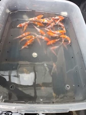 KOI, Imported Japanese Koi  Grade AA...FREE FREIGHT with orders of 5 of the 4"