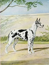 Harlequin Great Dane - Vintage Color Dog Art Print - MATTED