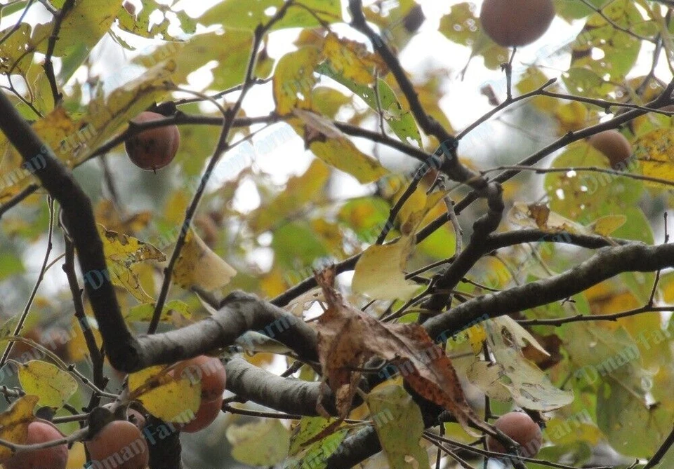 Tres (3) árboles de caqui nativos americanos Diospyros virginiana plántula Foto 2 de 4