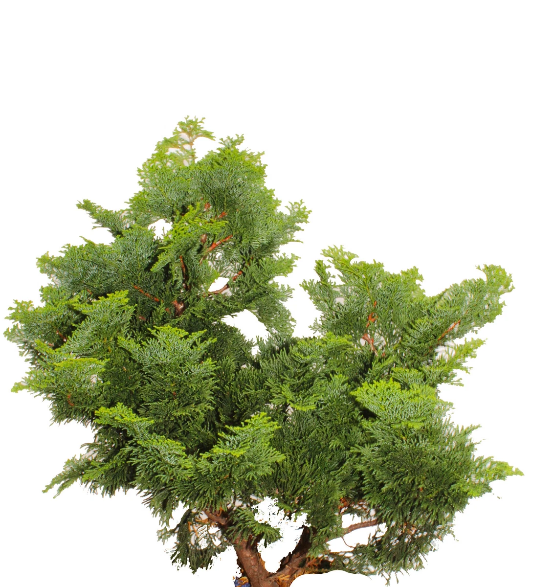 eibe im topf kaufen Gemeine Eibe (Taxus baccata) | 125-150 cm im Topf main image 0