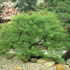 Waterfall Green Laceleaf Weeping Japanese Maple - Live Plant - ( 2.5 QT )