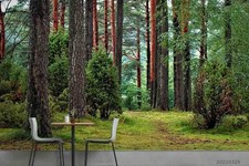 3D Forest Path Landscape Wall Murals Wallpaper Murals Wall Sticker