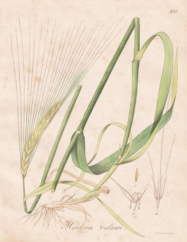 Hordeum vulgare Gerste barley Getreide Korn Botanik Kupferstich Guimpel 1815 - Bild 1 von 1