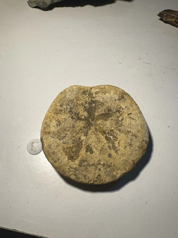 Fossilized Sand Dollar - Image 2 of 2
