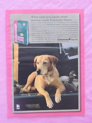 1999 Magazine Advertisement Page Eukanuba Senior Dog Food Labrador Print Ad