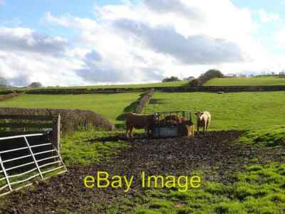Foto 6x4 Junge Rinder Bryn-Penarth genießen etwas Ergänzungsfuttermittel i c2007