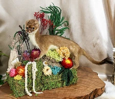 Ermine Display collectible specimens Taxidermy Oddities Curiosities natural