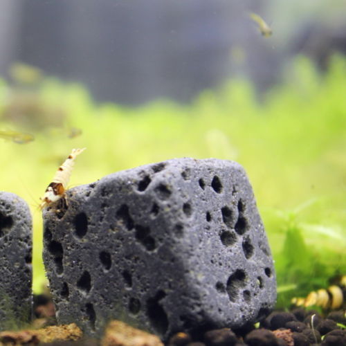 AQO Eco Bricks - 6 Aquarium Deko Lavasteine - 100% Vulkangestein - Bild 2 von 5