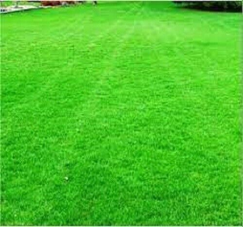 LAWN GRASS SEEDS Kikuyu Couch Tough and Hardy Zenith Zoysia Grass Lawn Seeds - Bild 1 von 6