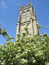 Photo 6x4 A Holy Thorn Glastonbury Looking up at the tower of St John the c2009