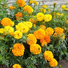 100 MARIGOLD CRACKERJACK MIXED COLORS Tagetes Erecta - 100 Bulk Seeds