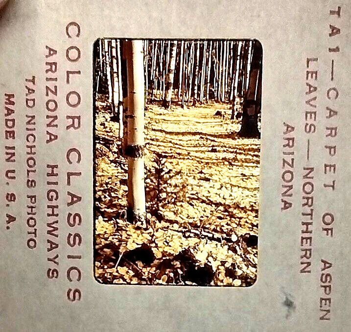 3 35mm Slides Arizona Highways Autumn Trees White Mountains Northern AZ
