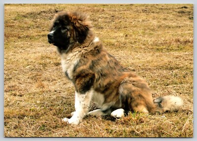 Postcard Caucasian Shepherd Dog Breed Canis lupus familiaris