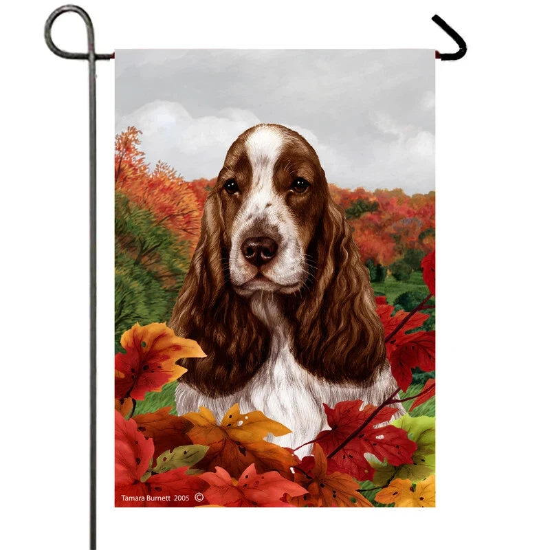 Liver and white english cocker best sale spaniel