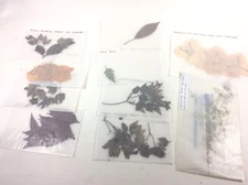 Dried Pressed Leaves & Flowers -Crafting, Resin, Card-Making - Homemade