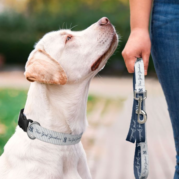 MLB New York Yankees Pet/Dog Collar Neck Size 11