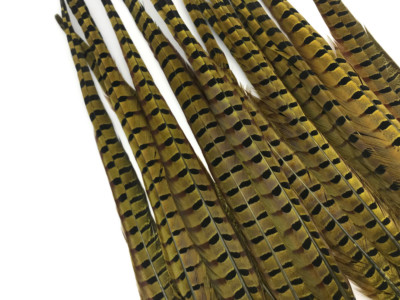 10 pieces - 18-22'' Yellow Dye Long Ringneck Pheasant Tail Feather Costume Supply