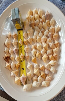 Sea Shell Lot Of Tiny Conch Shells. Dish Not Included.