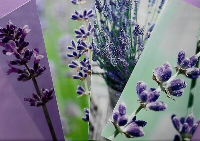 VIER GROSSE (9''x5'') SCHÖNE GRUSSKARTEN MIT VIELEN SORTEN VON LAVENDEL