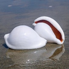 1X Natural Conch Shell Ornament Aquarium Fish Tank Landscape Sea Snail Decor Fun