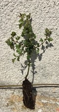 1 Hawthorn Hedging Plant  20-40cm. Cell Grown Ready To