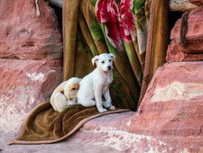 Digital image picture photo wallpaper background 201--