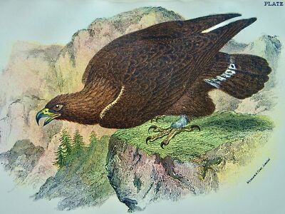 Birds of Great Britain THE GOLDEN EAGLE Original Victorian Print c1896