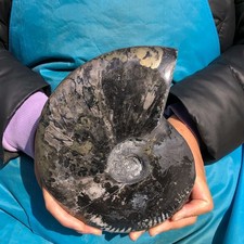 3.96LB Natural Black Ammonite Fossil Conch Quartz Crystal Specimen Healing