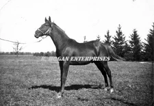 C. 1942 Horse "Chief" M.A. Miller Farm Huntington Indiana 8X10 Photo H508