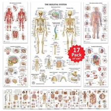 17 Human Anatomy Posters for Classroom & Office - 18x30 Medical Charts