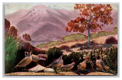 Quail in Game Bird Exhibit State Exhibition Los Angeles CA UNP DB Postcard I22