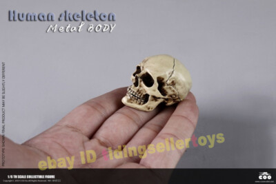 COOMODEL Skull THE HUMAN SKELETON DIECAST ALLOY 1/6 Action Figures