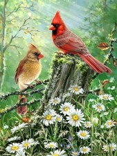 Golden Light 500 Piece Springbok Jigsaw Puzzle New 