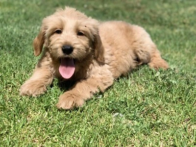 gold paw series dog sweaters