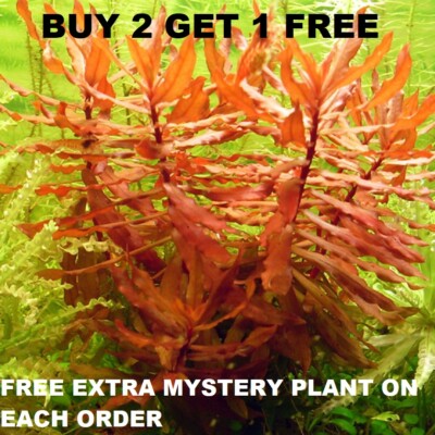 Nesaea Crassicaulis Red Aquatic Live Aquarium Plants planted tank BUY2GET1FREE 