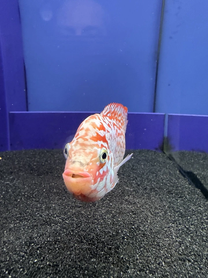 Golden Base x Kamfa Hybrid Flowerhorn - Image 3 of 4