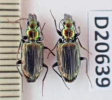 D20639. Insects, Beetles. Carabidae sp. Vietnam Central. A2