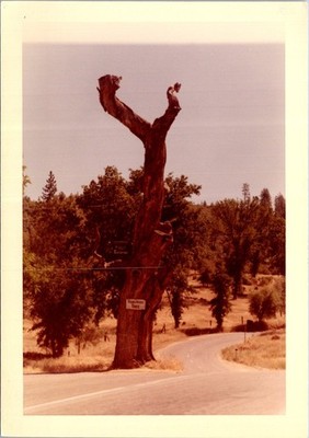 Hangman's Tree Highway 120 to Yosemite CA Found Photo V1915